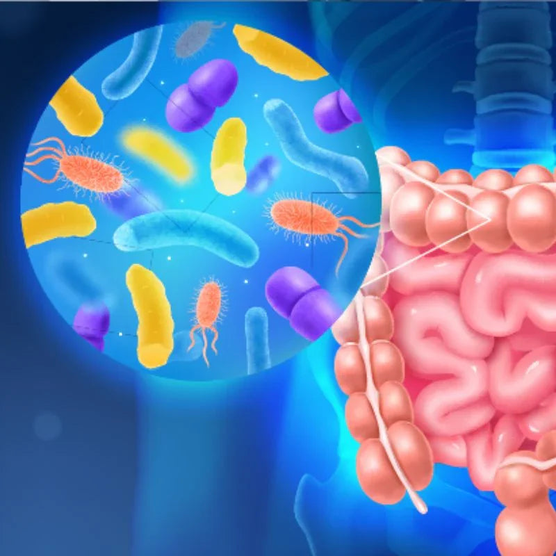 Entendiendo a la microbiota intestinal